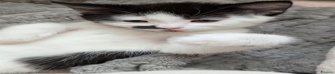 Calibri
