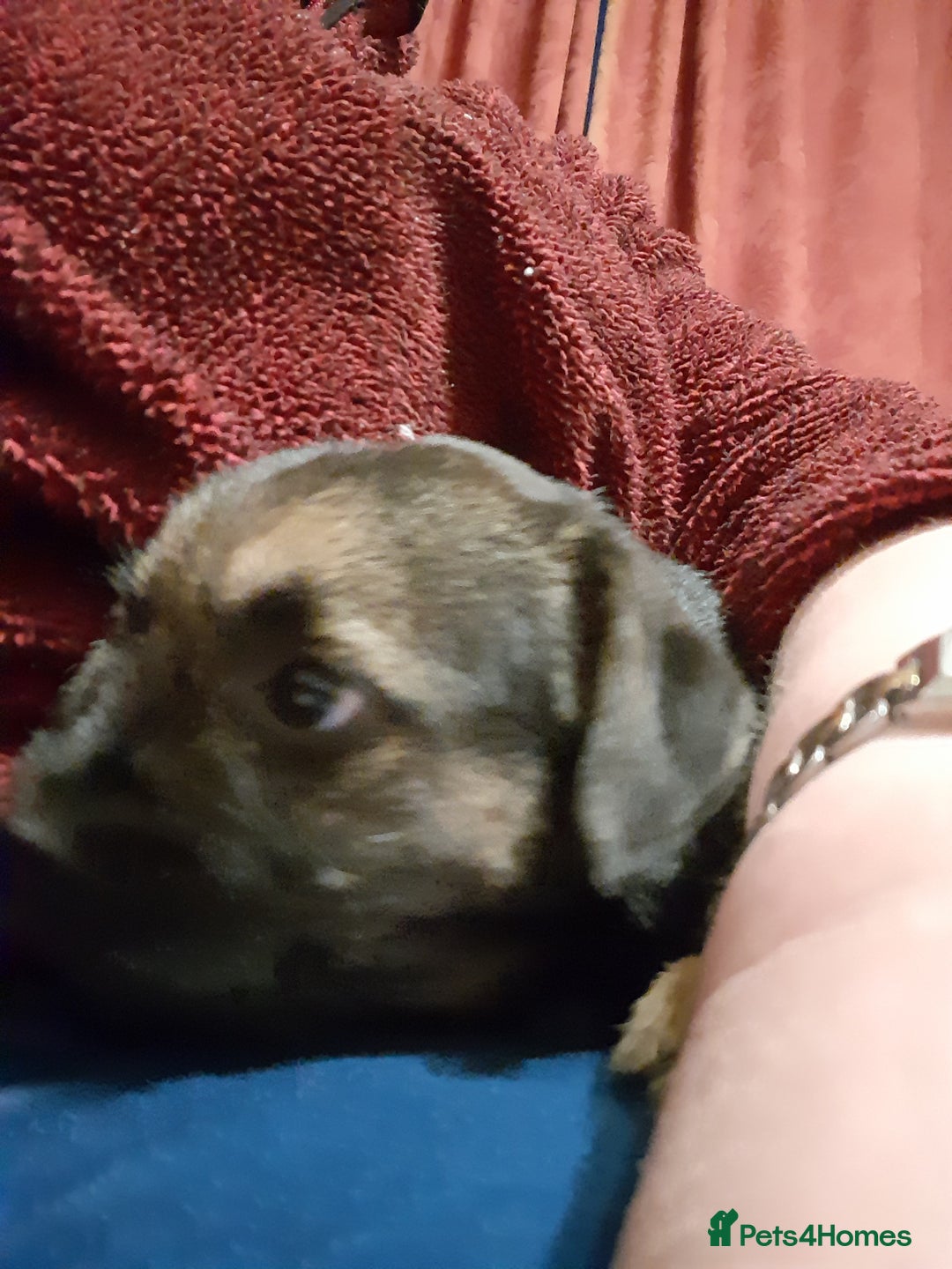 Border Terrier dogs for sale: KC registered Border terrier pups - Advert 4