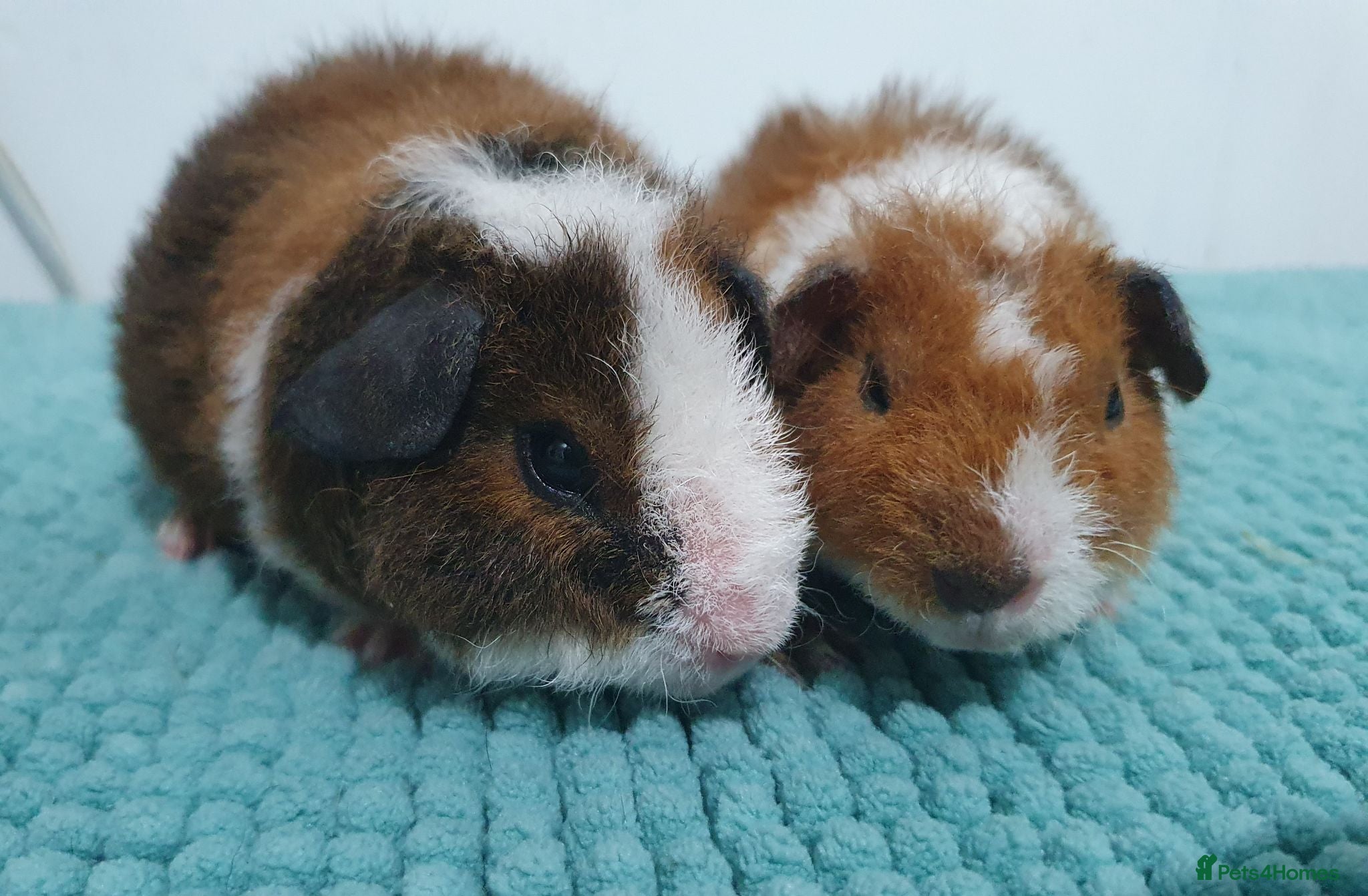 Guinea Pig rodents teddy guinea pig sows - Advert 2