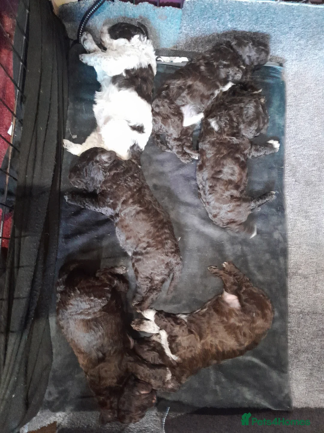 Lagotto Romagnolo dogs for stud: Kc reg proven dna tested lagotto  for stud £700 in Belper - Advert 3
