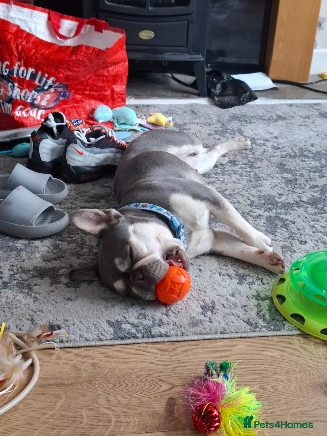 French Bulldog dogs for sale: Female frech bulldog  - Advert 2