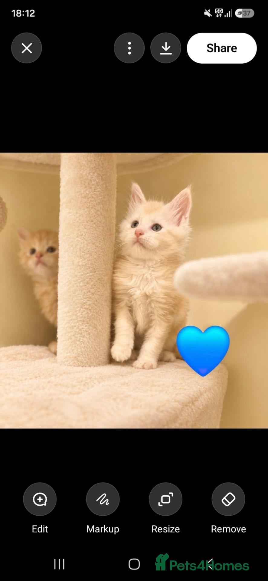 Maine Coon cats Adorable Purebred Mainecoons  - Advert 2