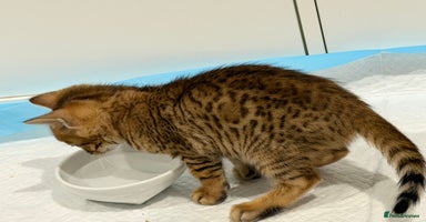 Bengal cats Bengal kitten. ONLY 2 left - Advert 9