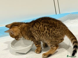 Bengal cats Bengal kitten. ONLY 2 left - Advert 6