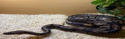 Python Snake reptiles for sale: Royal python in Bury Saint Edmunds - Advert 1