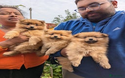 Pomeranian dogs for sale: Cute fluffy Pomeranian Puppies! (Read description) - Image 5