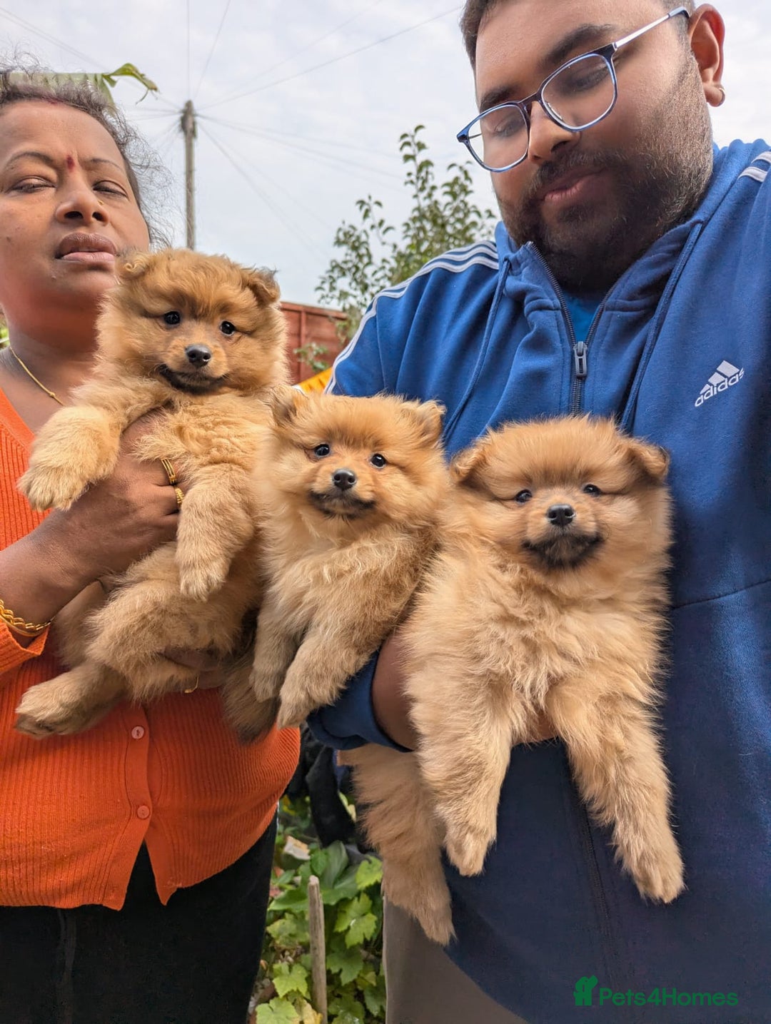 Pomeranian dogs for sale: Cute fluffy Pomeranian Puppies! (Read description) - Image 5