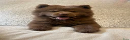 Chow Chow dogs for sale: Genuine chowski puppies  - Advert 5