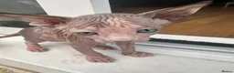 Sphynx cats for sale: Adorable sphinx kittens - Advert 18