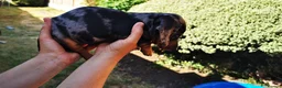 Dachshund dogs for sale: Dachshund in Swadlincote - Advert 11