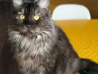 Maine Coon cats Maine coon female - Advert 1