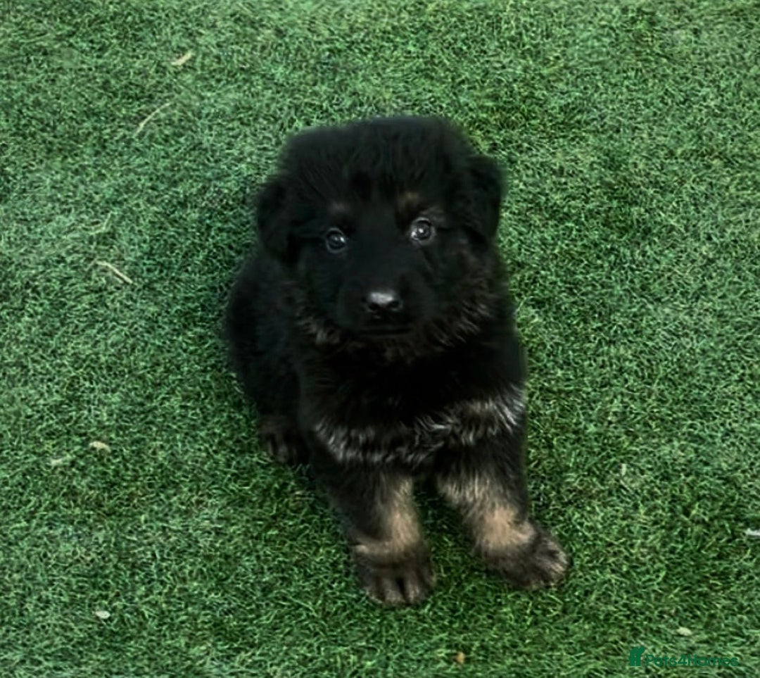 German Shepherd dogs for sale: German shepherd pups  - Advert 3