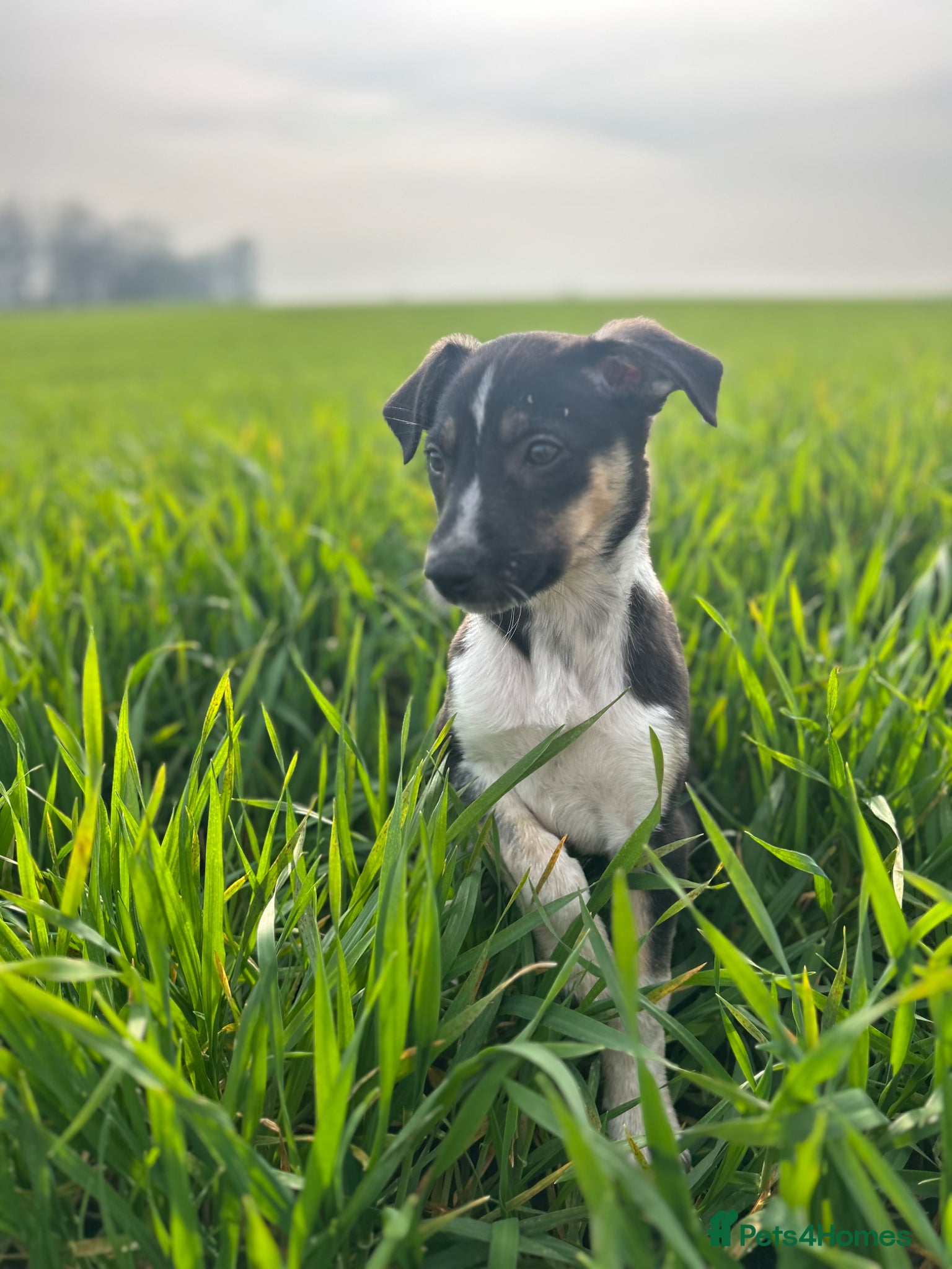 Mixed Breed dogs Gorgeous collie x Lurcher puppies  - Advert 6
