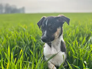 Mixed Breed dogs Gorgeous collie x Lurcher puppies - Advert 6