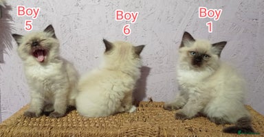 Ragdoll cats - Advert 11