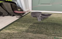 Domestic Shorthair cats for sale: 3 boys, 1 girl kittens  - Image 12