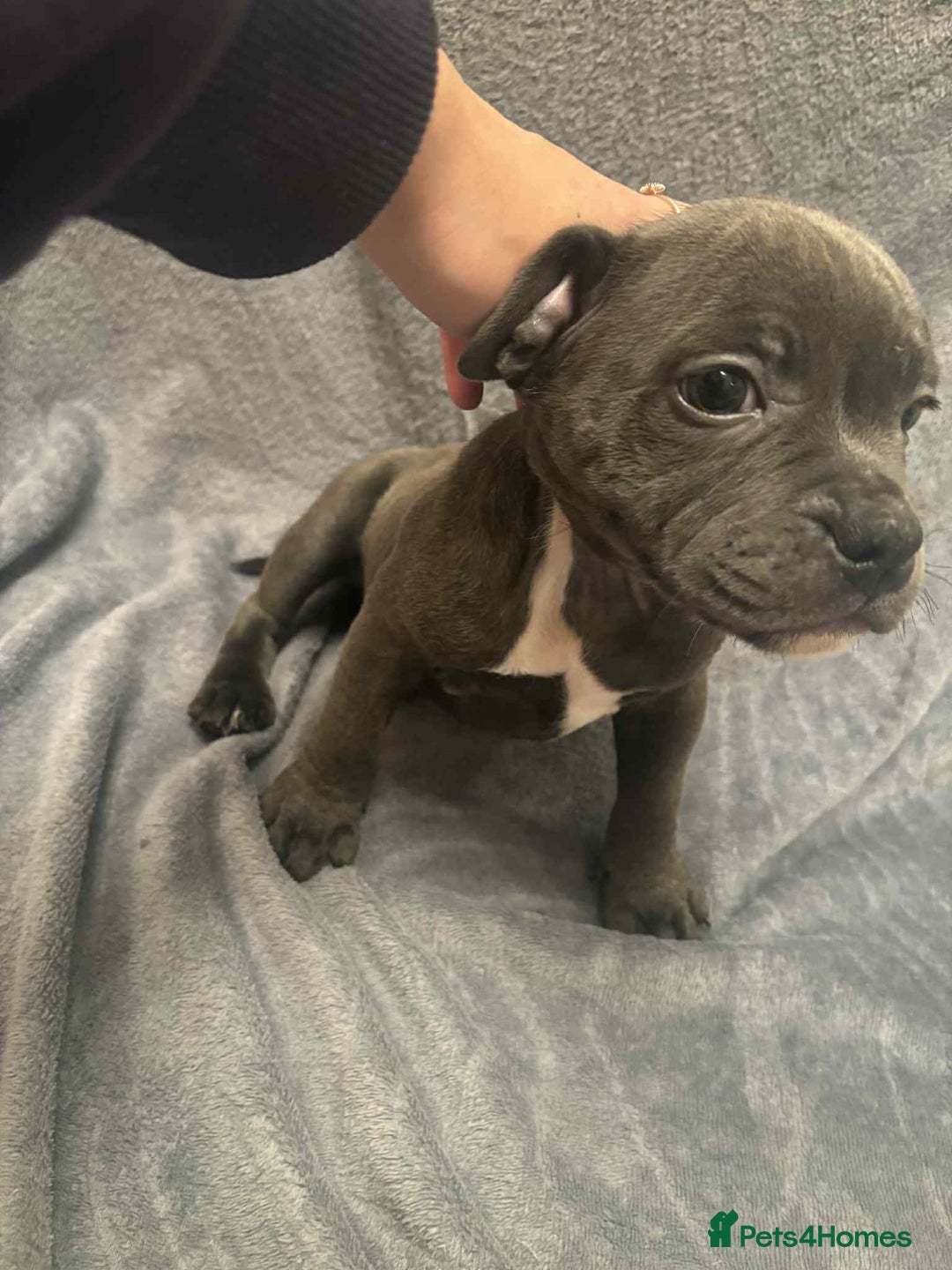 Staffordshire Bull Terrier dogs for sale: Blue staffs ready to go adorable pups - Image 8