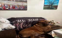 Mixed Breed dogs for sale: Hazels looking for a new home - Advert 7