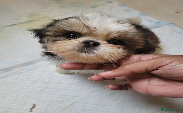 Shih Tzu dogs - Advert 10