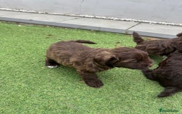 Miniature Schnauzer dogs for sale: Amazing Litter of chocolate schnauzers - Image 13
