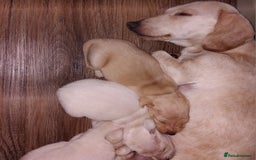 Miniature Dachshund dogs for sale: Exceptional minature cream dachshunds - Image 6