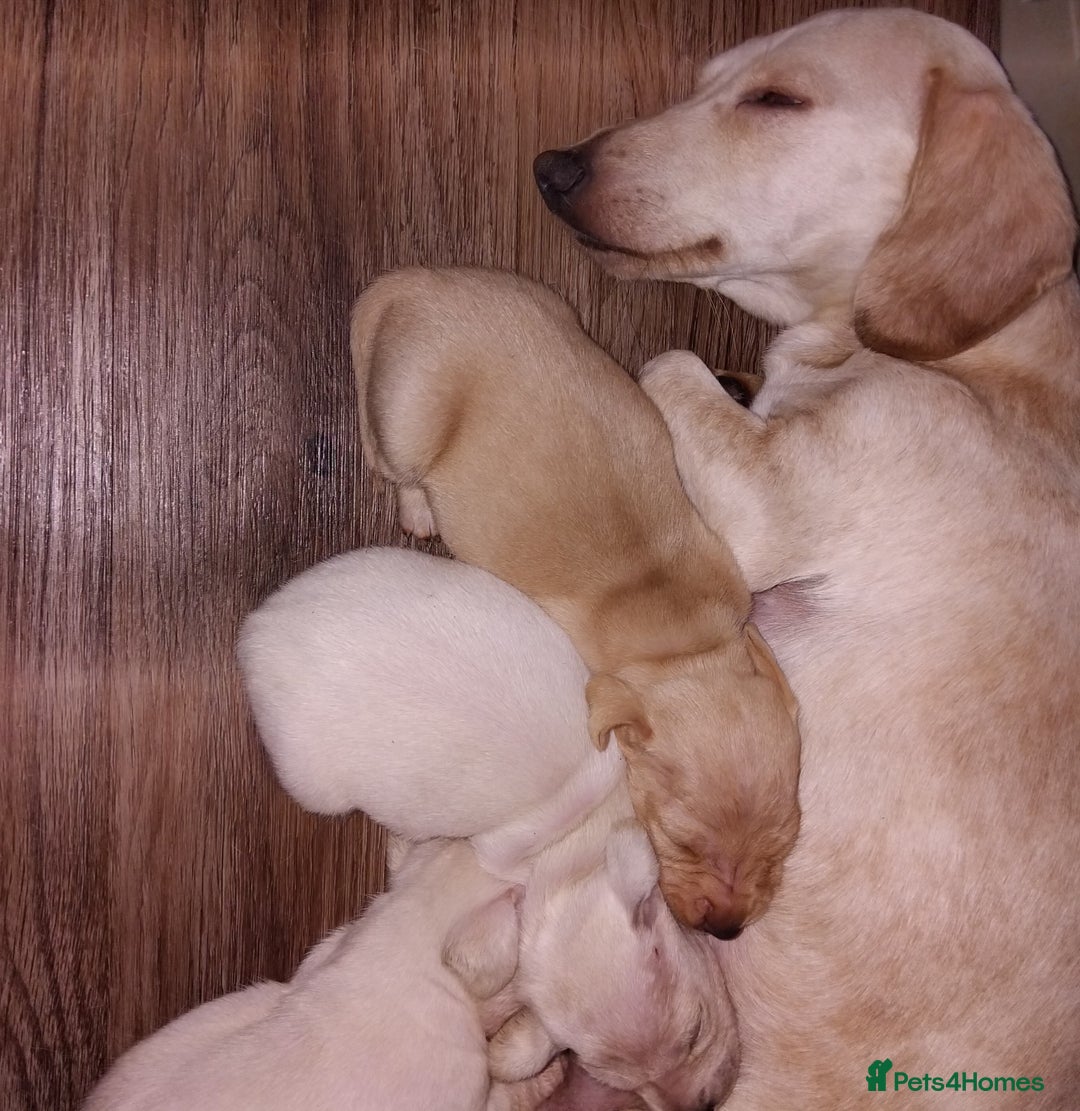 Miniature Dachshund dogs for sale: Exceptional minature cream dachshunds - Image 6