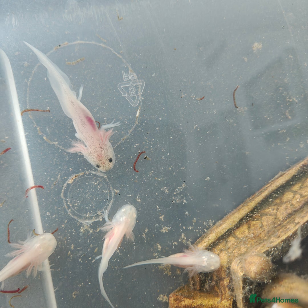 Axolotl reptiles for sale: 3 month old axolotls - Advert 8