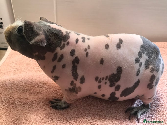 Gallery Image {{count}}