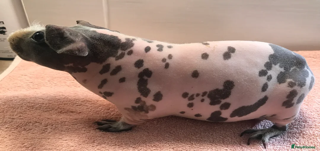 Gallery Image {{count}}