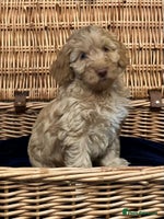 Cockapoo dogs - Advert 11