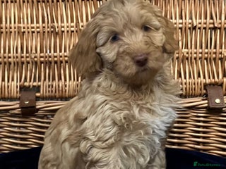 Cockapoo dogs - Advert 4