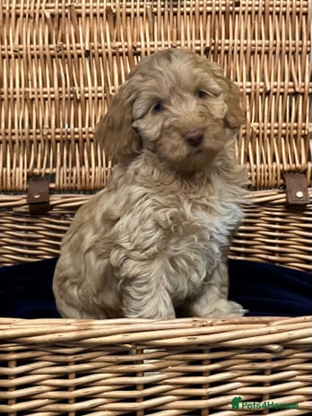 Cockapoo dogs - Advert 12