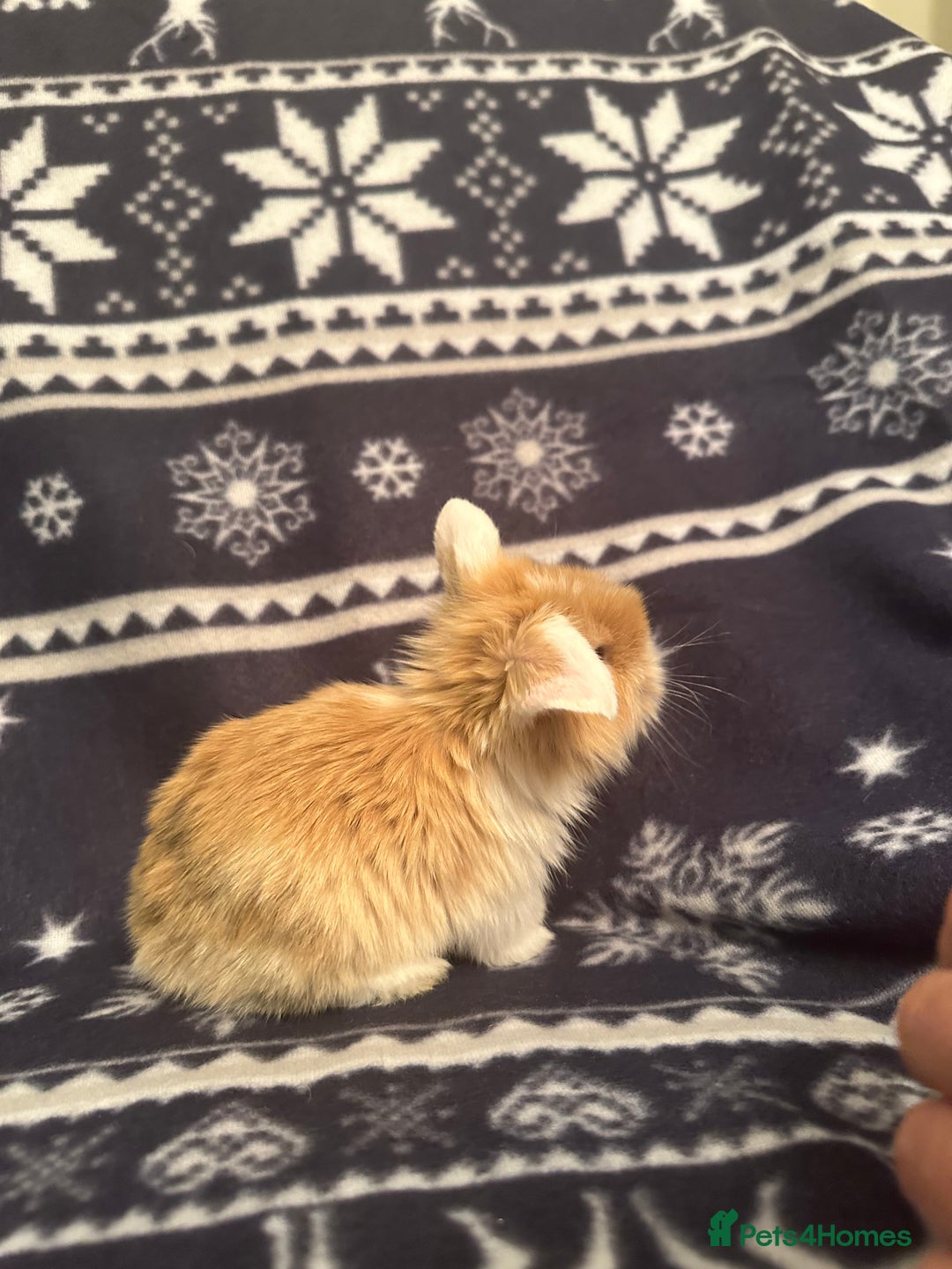 Mini Lop rabbits for sale: Mini lop bunnies  - Advert 8