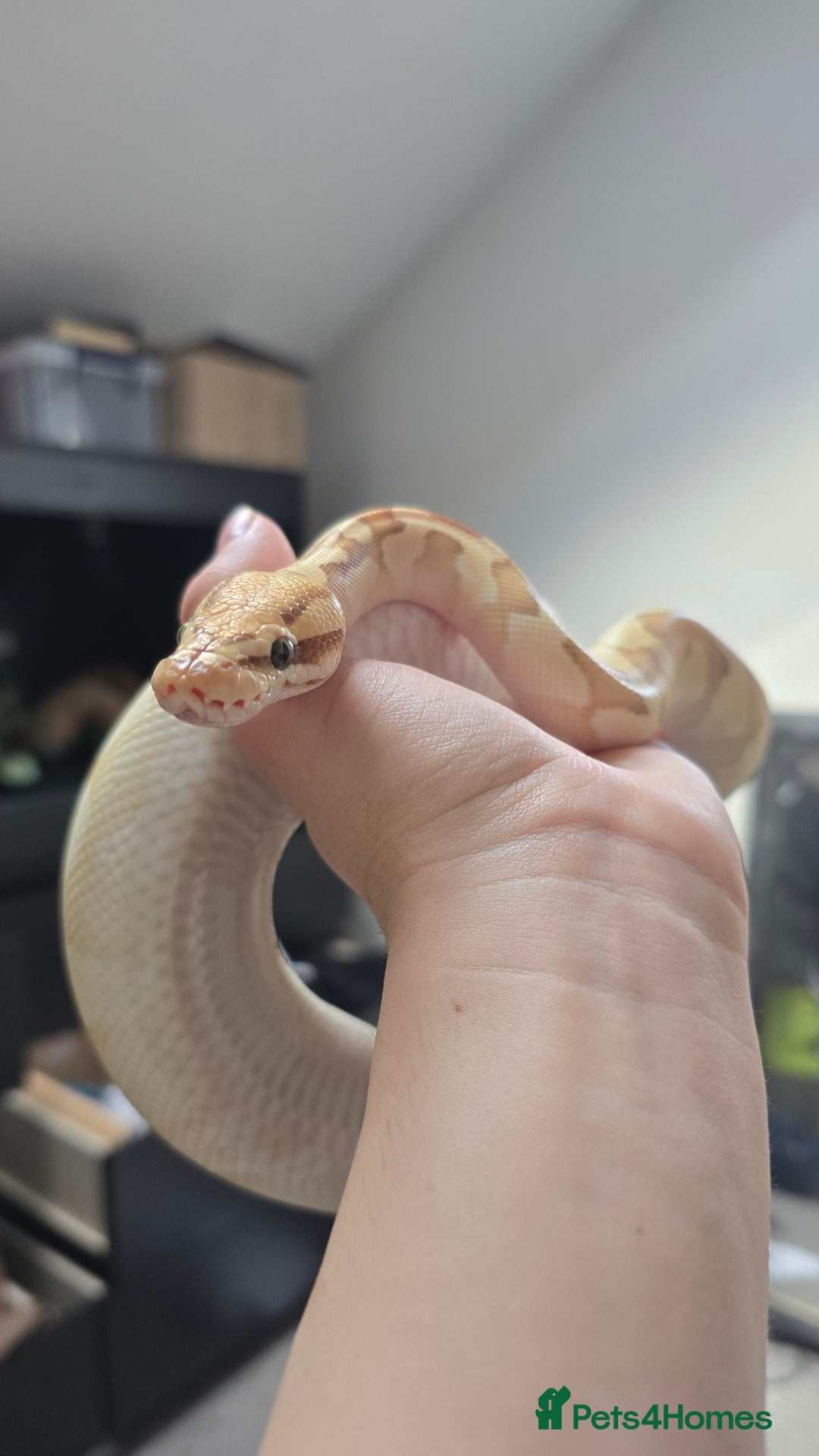 Python Snake reptiles for sale: Ball Python + full set up - Image 4