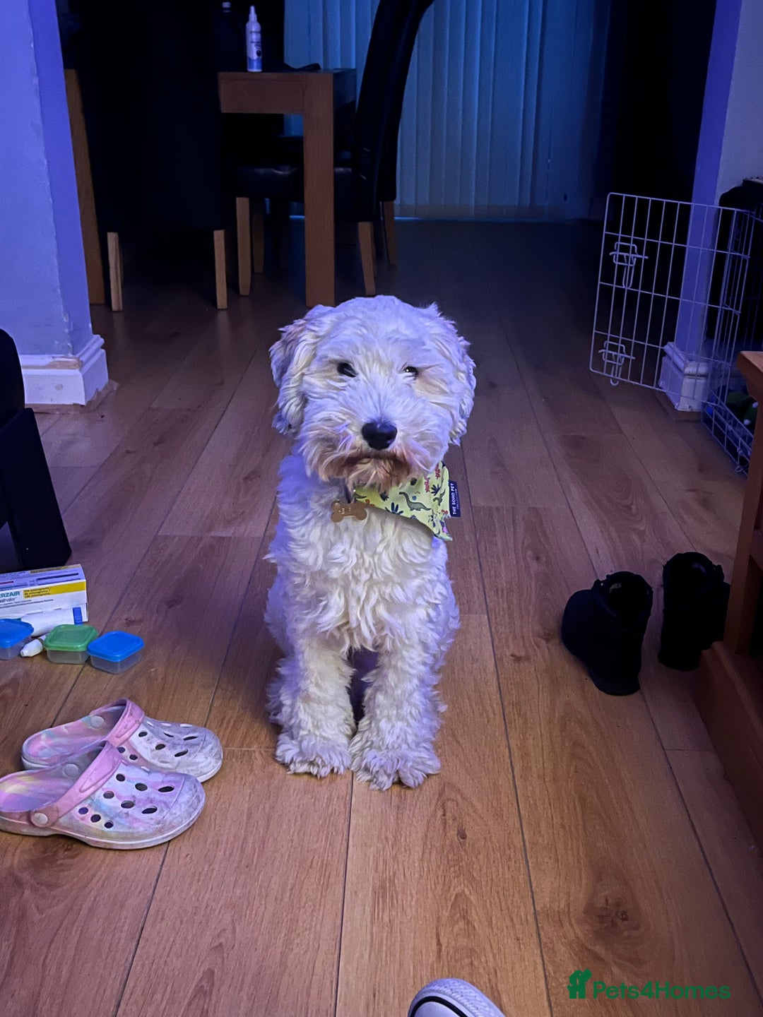 Mixed Breed dogs for sale: Henry looking for the perfect home - Advert 5