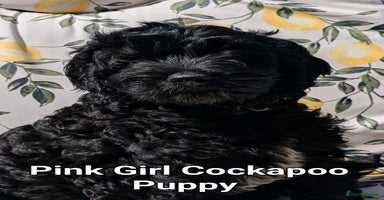 Cockapoo dogs in Maryport - Advert 1