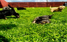 Cavapoo dogs for sale: Top Class Cavapoo pups double vaccinated! - Image 28