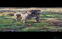 Presa Canario dogs for stud: Presa canario Stud - Image 3