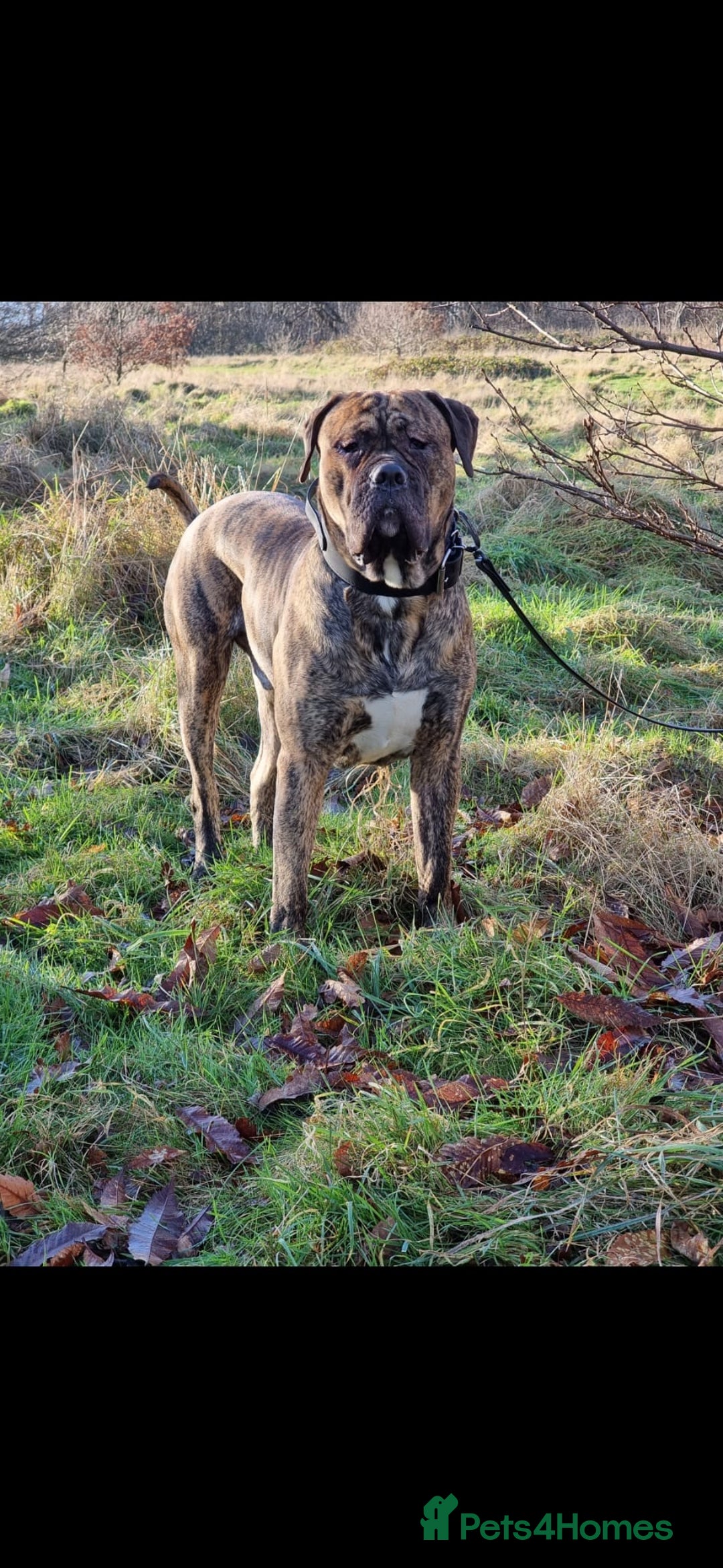 Presa Canario dogs for stud: Presa canario Stud - Image 3