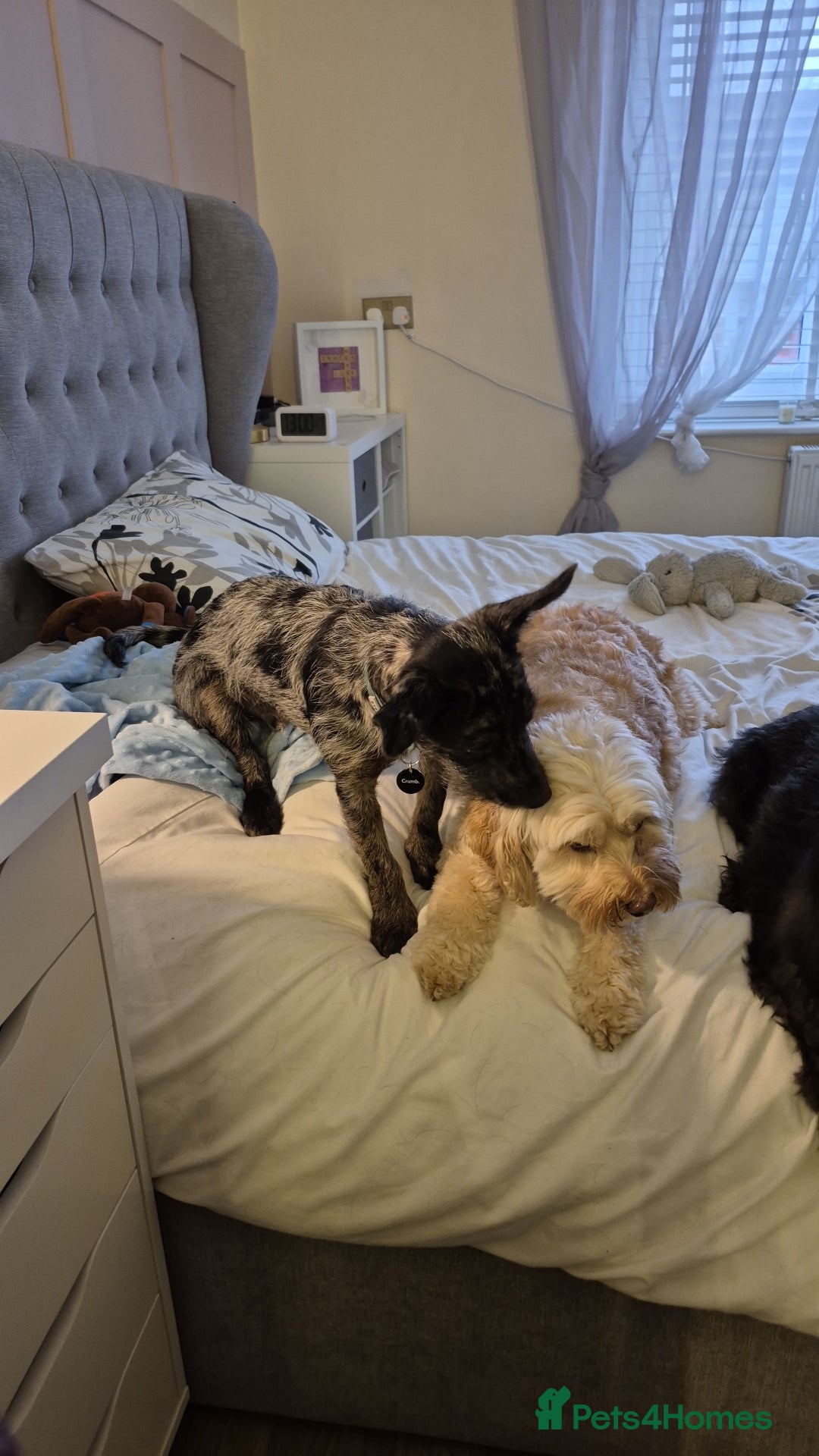 Mixed Breed dogs for sale: Chihuahua cross 5mths old - Advert 2