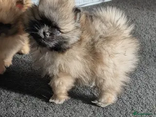 Pomeranian dogs Stunning Male Pomeranians - Advert 6