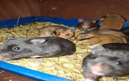 Hamster rodents for sale: Syrian hamsters - Image 3