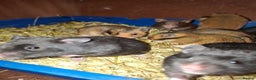 Hamster rodents for sale: Syrian hamsters - Advert 3