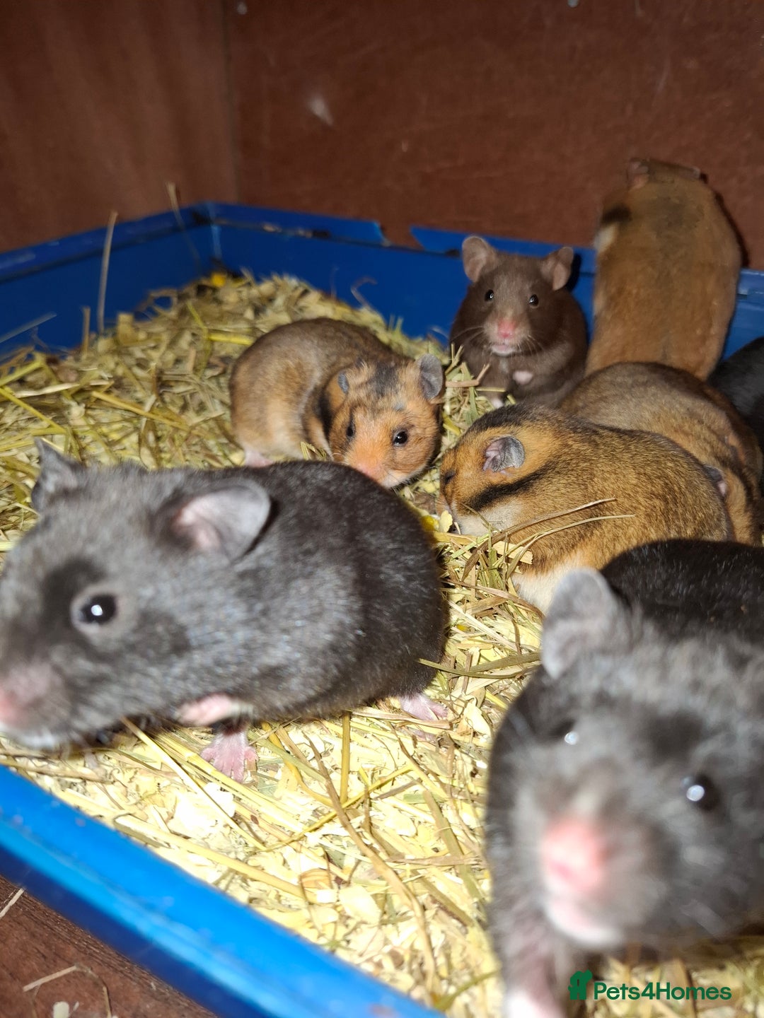 Hamster rodents for sale: Syrian hamsters - Image 3