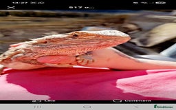 Bearded Dragon reptiles for sale: Bearded dragon for sale  - Advert 3