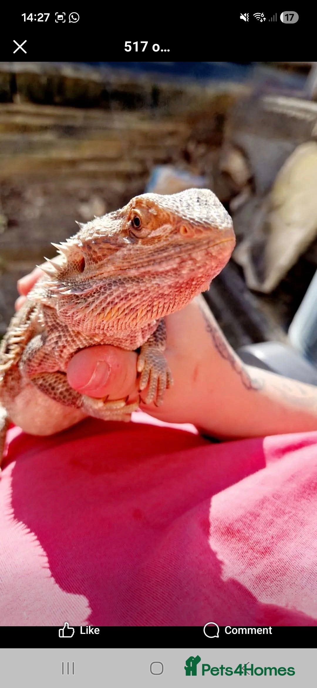 Bearded Dragon reptiles for sale: Bearded dragon for sale  - Advert 3