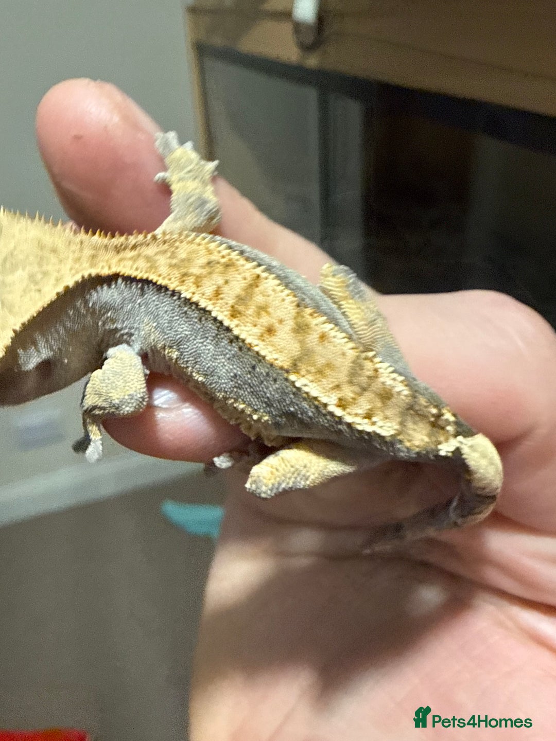 Gecko reptiles for sale: 🔥🔥 CRESTED GECKOS 🔥🔥🔥 - Advert 12