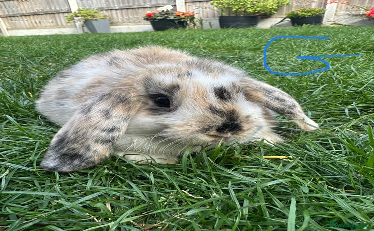 Mini Lop rabbits - Advert 5