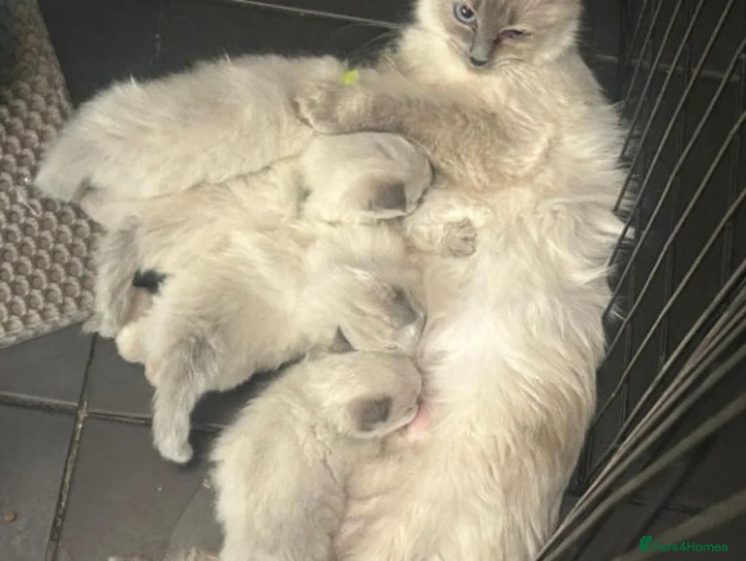 Ragdoll cats for sale: dgsrg Adoptable soft clean Ragdolls for all - Advert 9