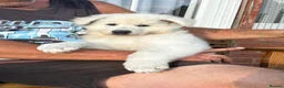 White Swiss Shepherd dogs for sale: Absolutely gorgeous  - Advert 3